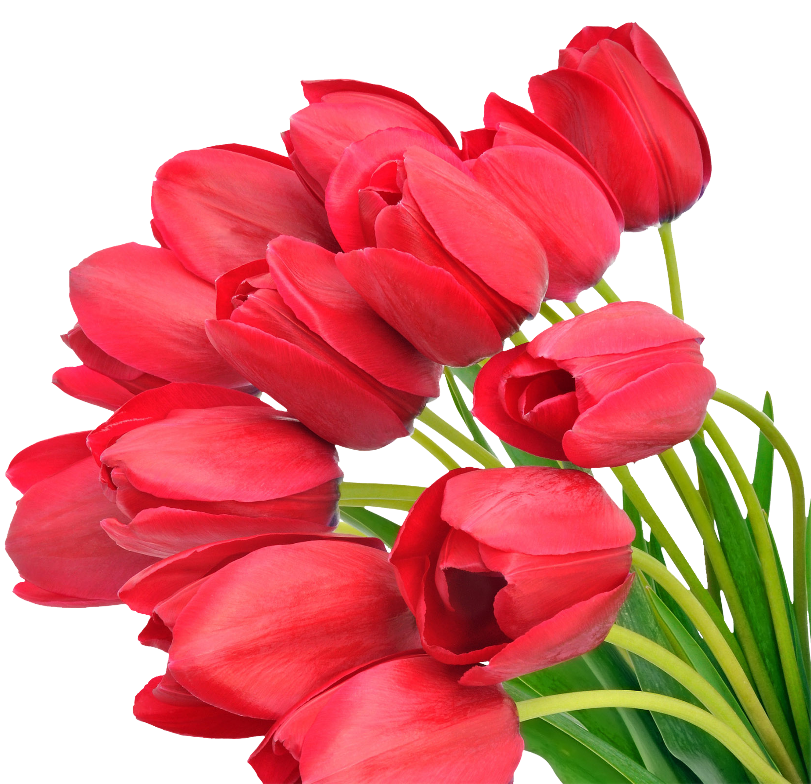 PNG красные тюльпаны