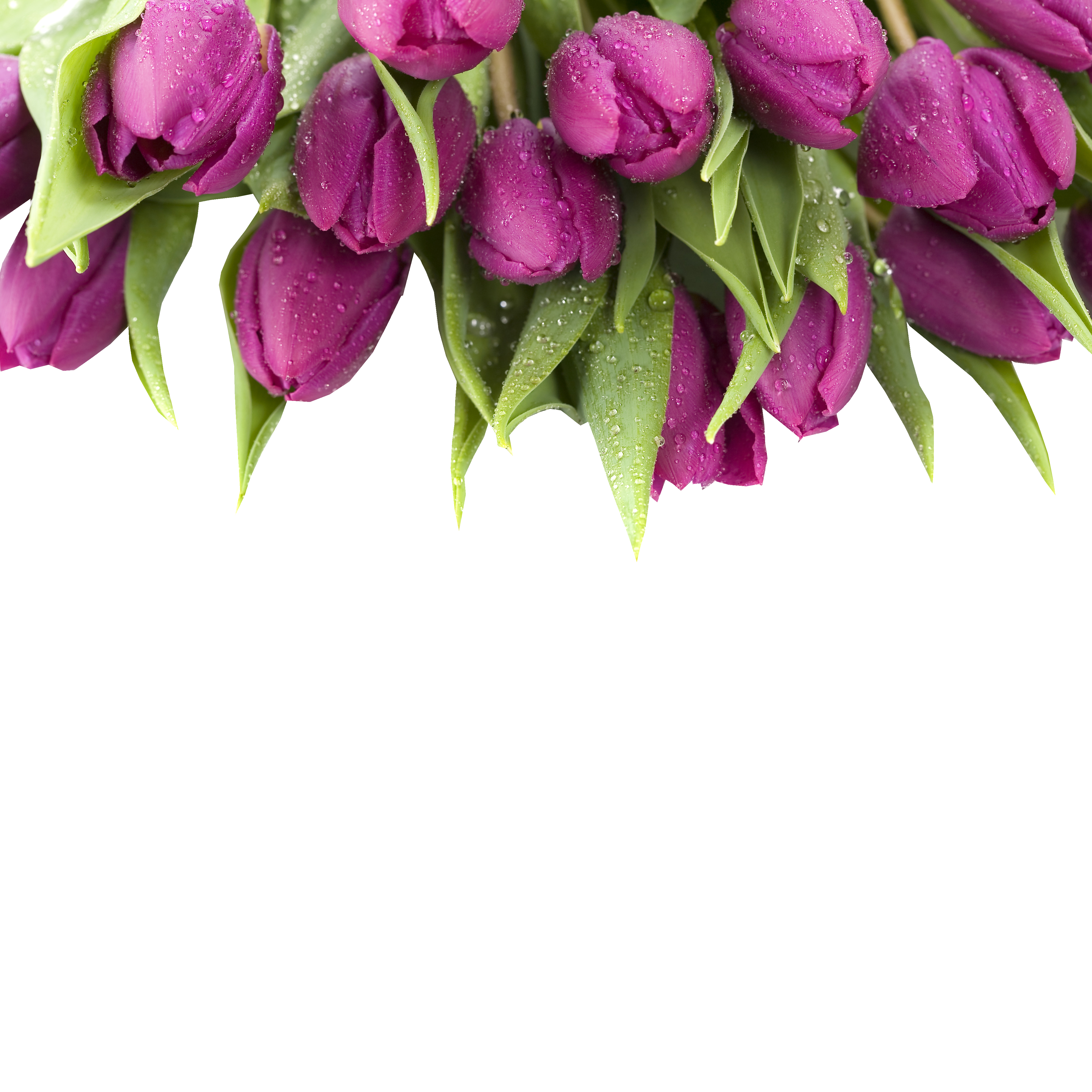 Клипарт тюльпаны для фотошоп