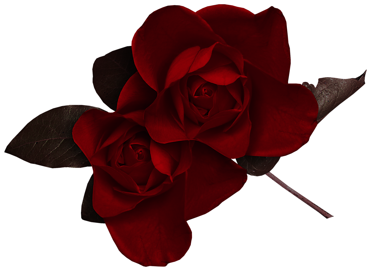 Две темные розы