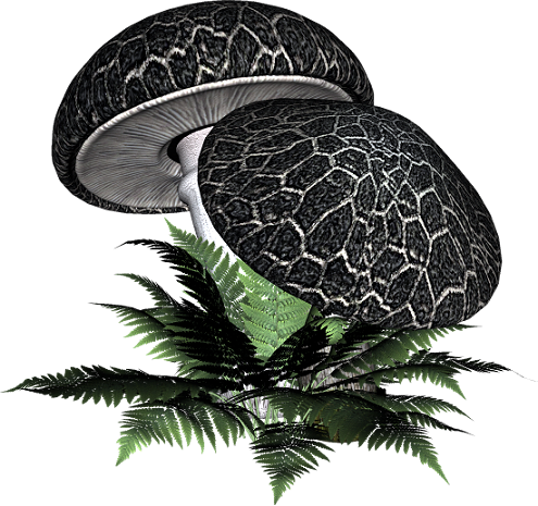 PNG грибы с черными шляпами