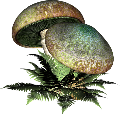 Картинки с красивыми грибами