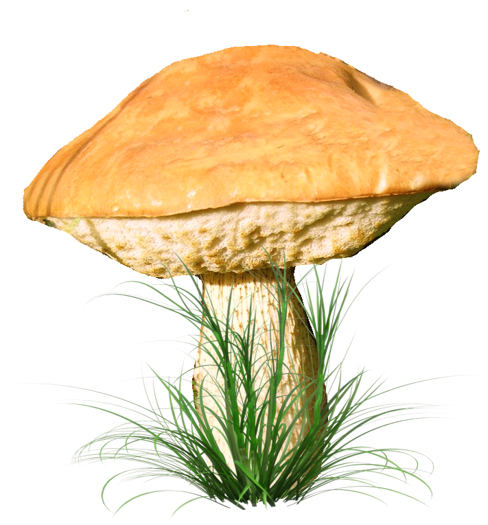Клипарт грибы