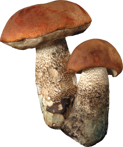 Красивая грибы для фотошопа