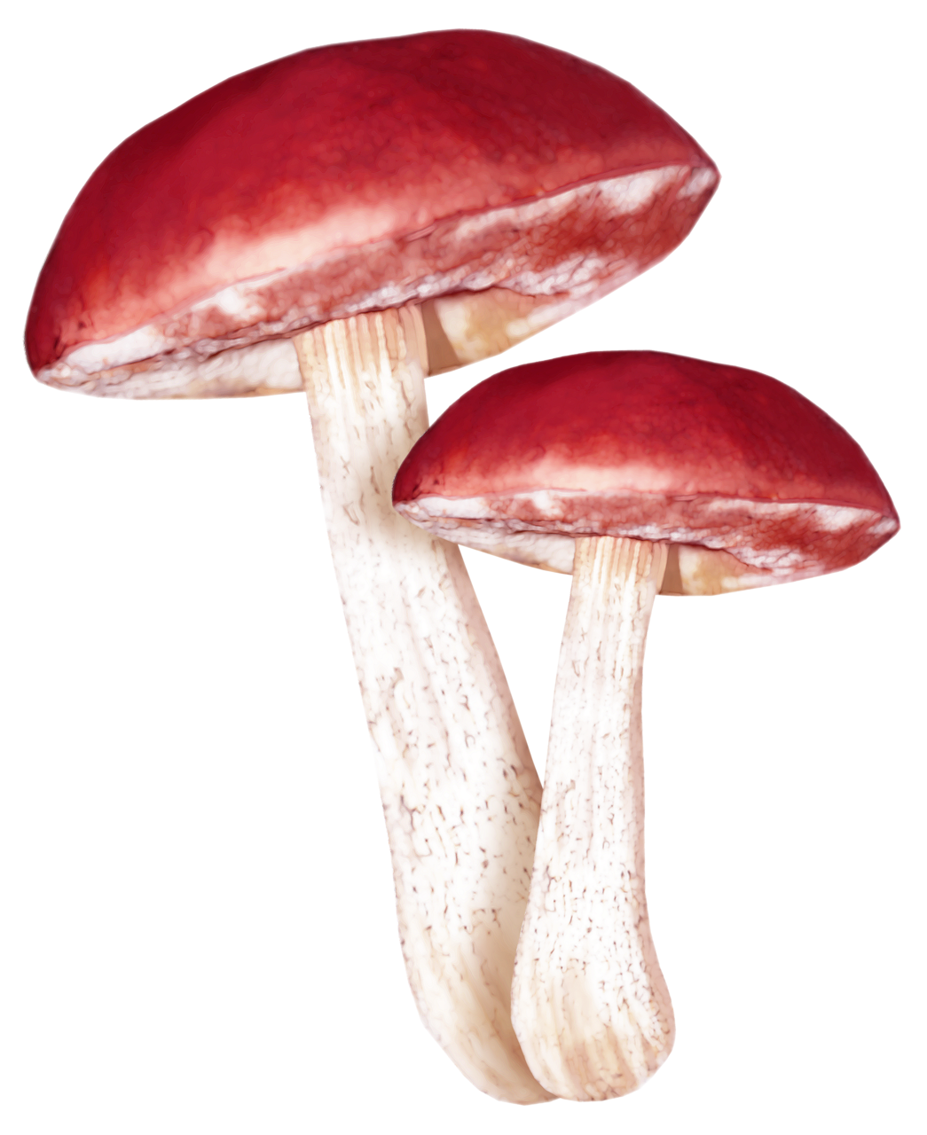 Рисунки настоящих грибов