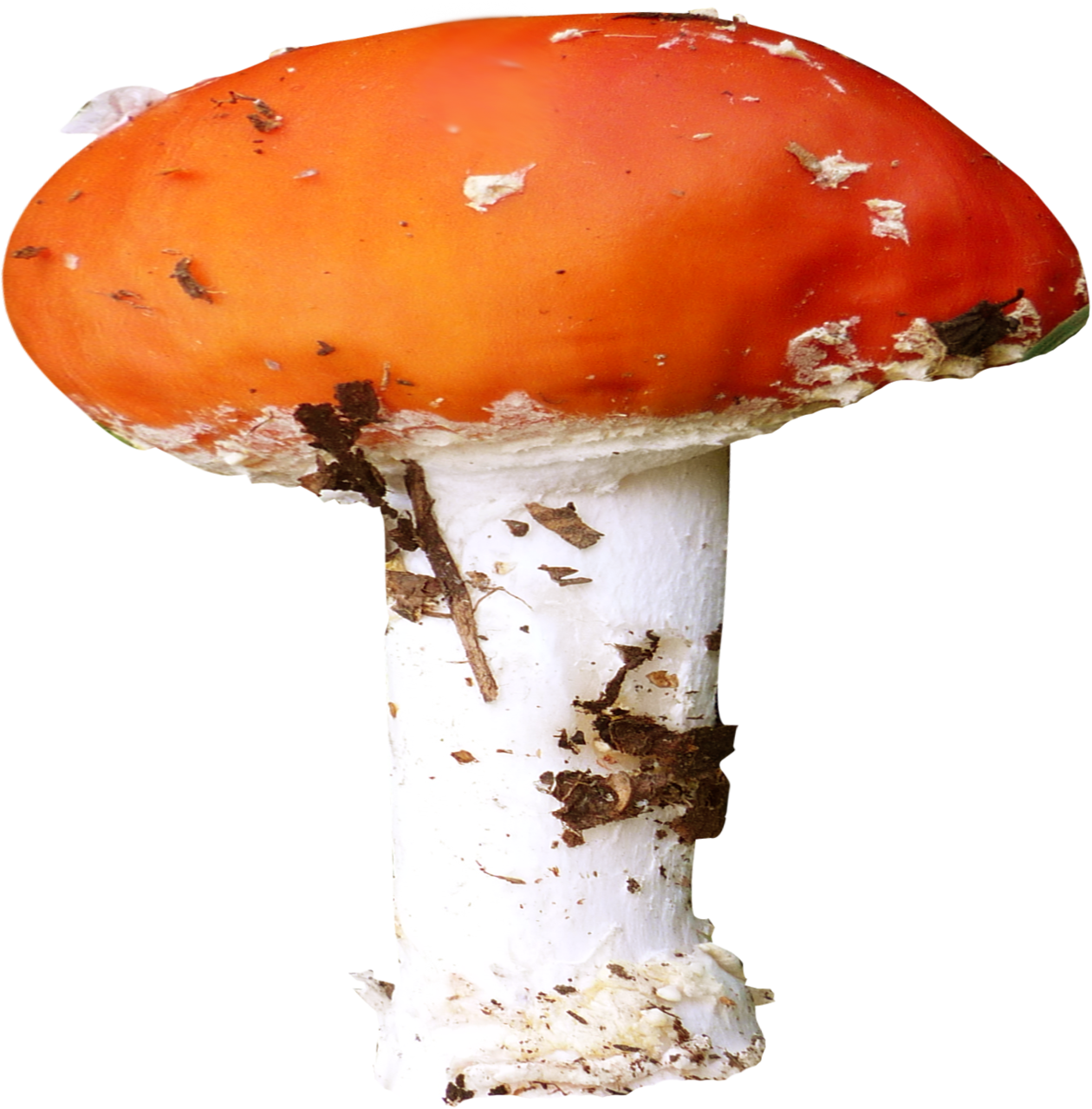 Клипарт грибы