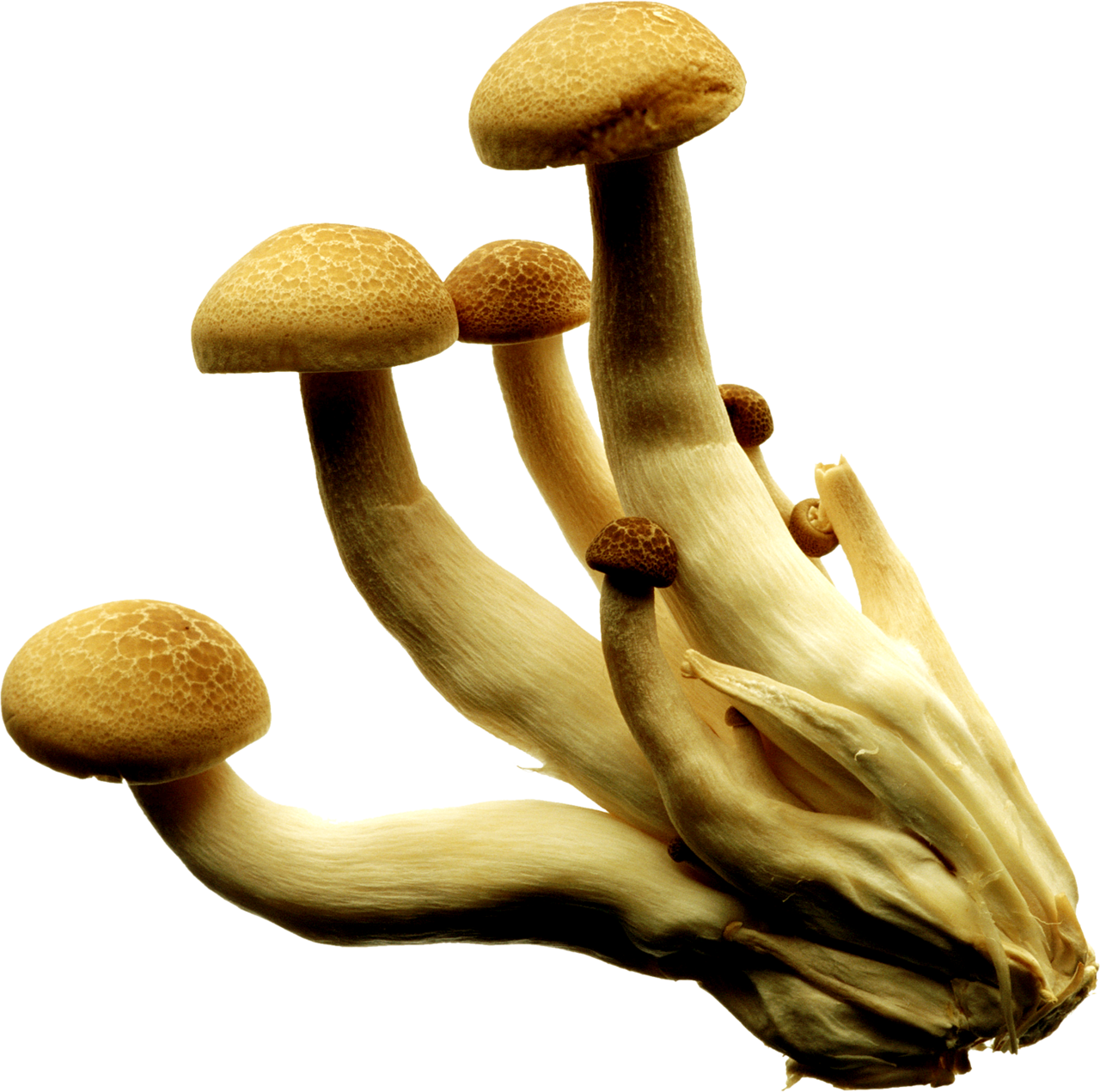 Фото клипарт грибов