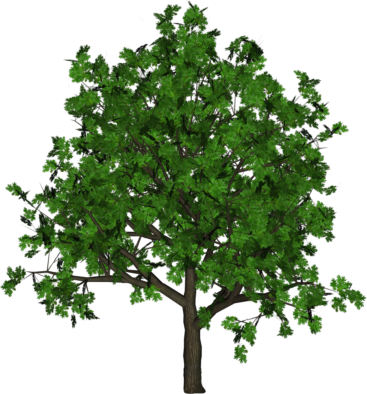 PNG деревья прозрачные