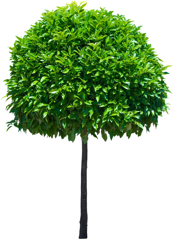 Зеленое дерево