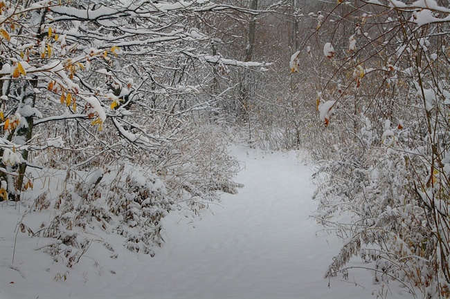 Фото зимняя дорога в лесу