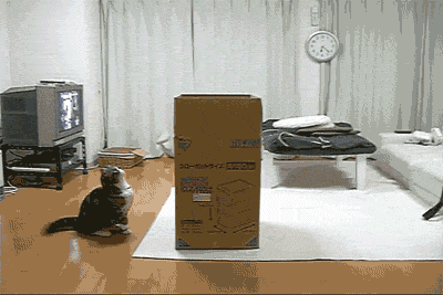 Кошка прыгает в коробку