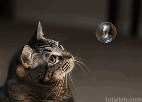 Кошка и мыльный шарик