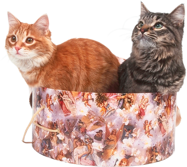 Фото кошки и котята на прозрачном фоне
