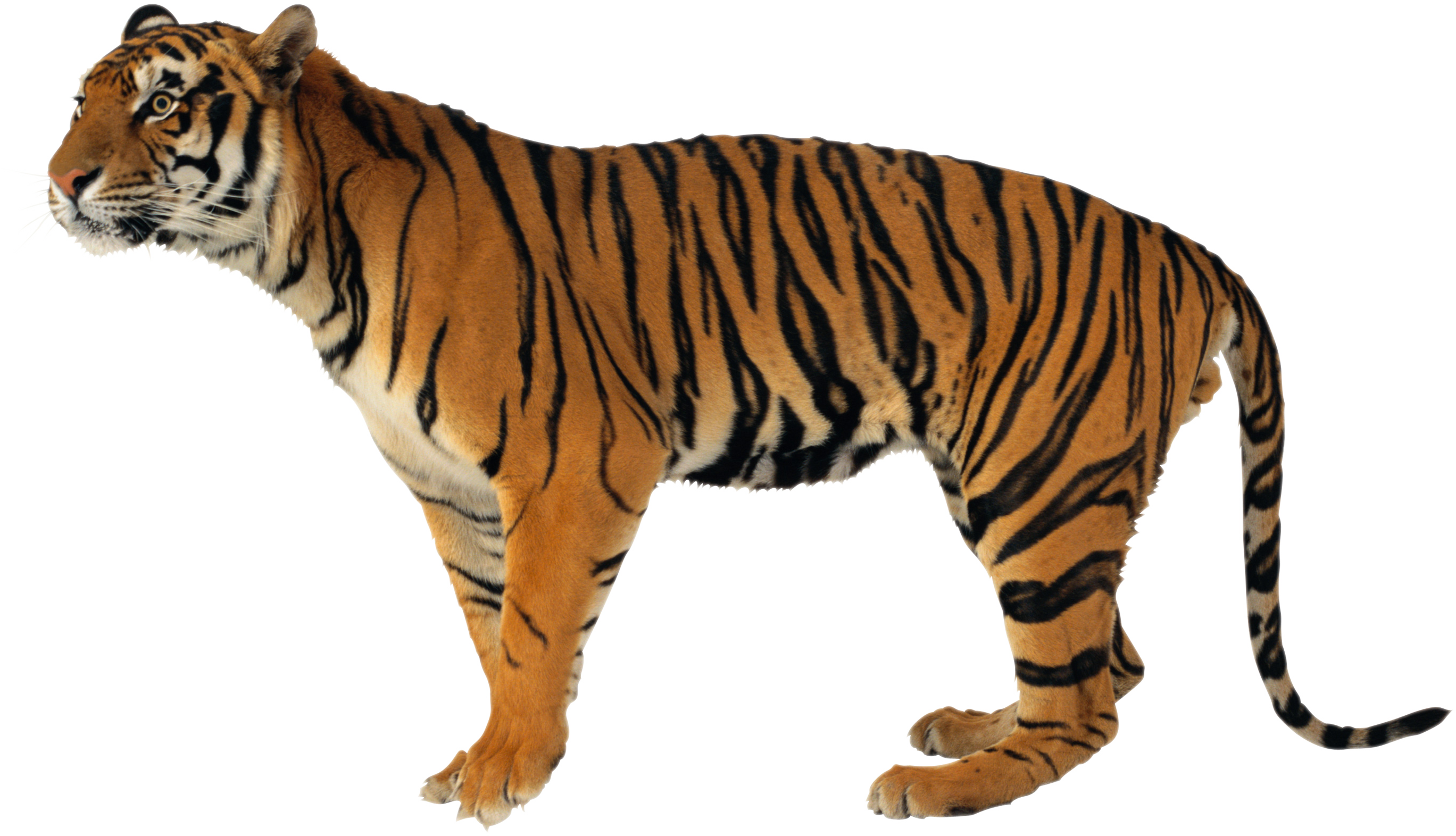Животные на белом фоне. Тигр на белом фоне. Животные на прозрачном фоне. Тигр на прозрачном фоне.