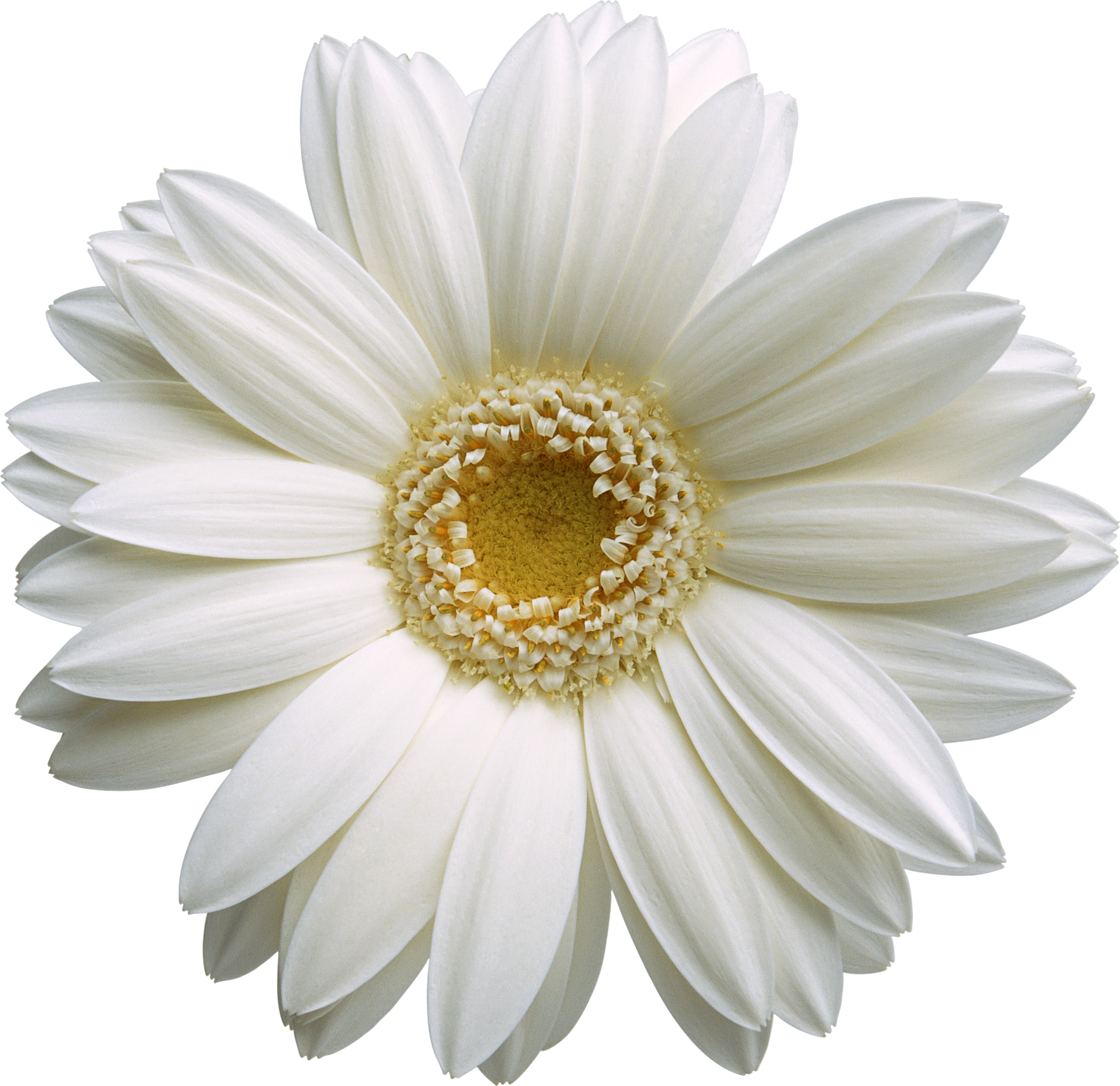 Красивые цветы на прозрачном фоне - Цветы - Картинки PNG - Галерейка