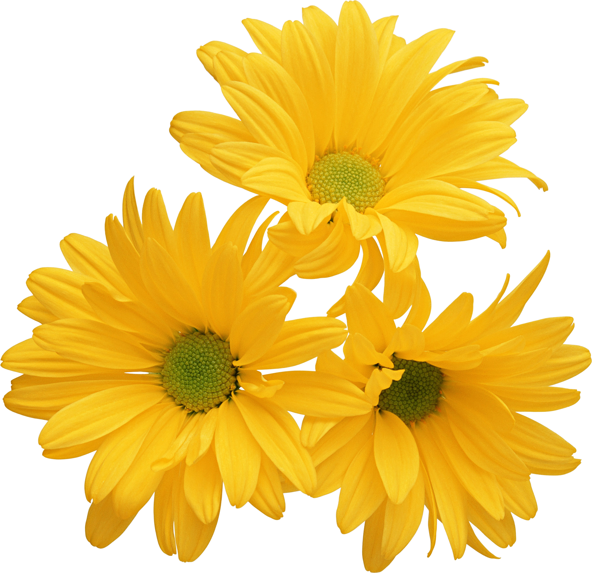 Желтые цветы на прозрачном. Хризантема Еллоу Ромашка. Хризантема Дейзи желтая. Хризантема желтая Ромашка. Хризантема ПМГ.