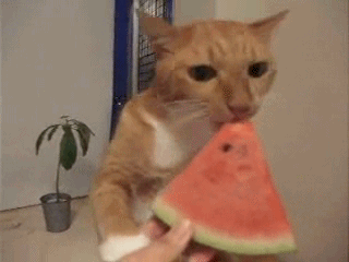 Кот кушает арбуз