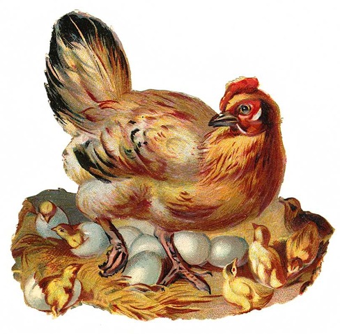 Рисунок курица с цыплятами