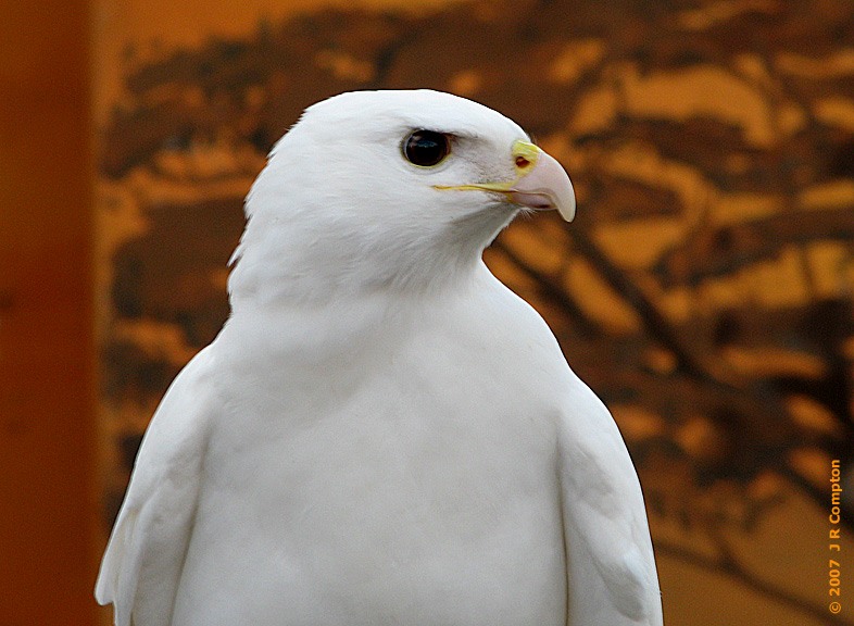 Орел (птица): описание и фото, размеры, внешний вид и характеристика