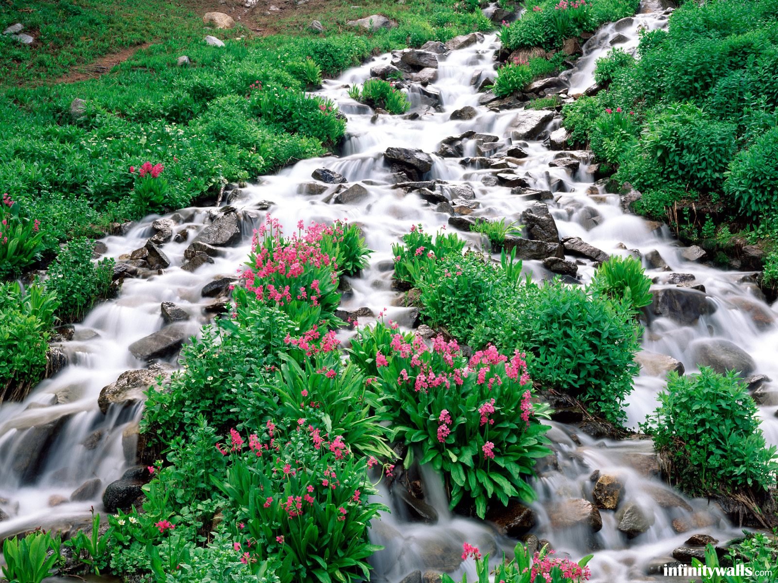 Река, камни, цветы, зелень