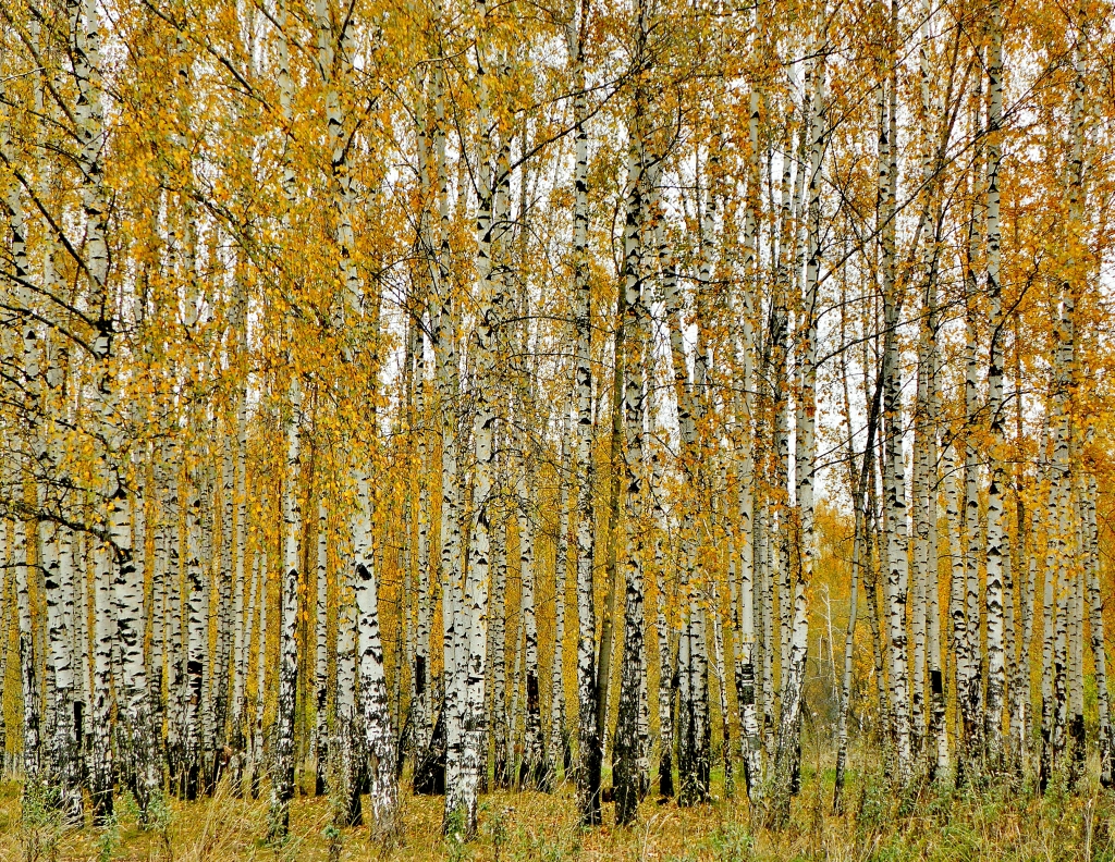 Березка пожелтела. Березовый лес, 1871. Золотая береза дерево Монголия. Берёзовая роща Златоуст. Березовая роща Тутаев.