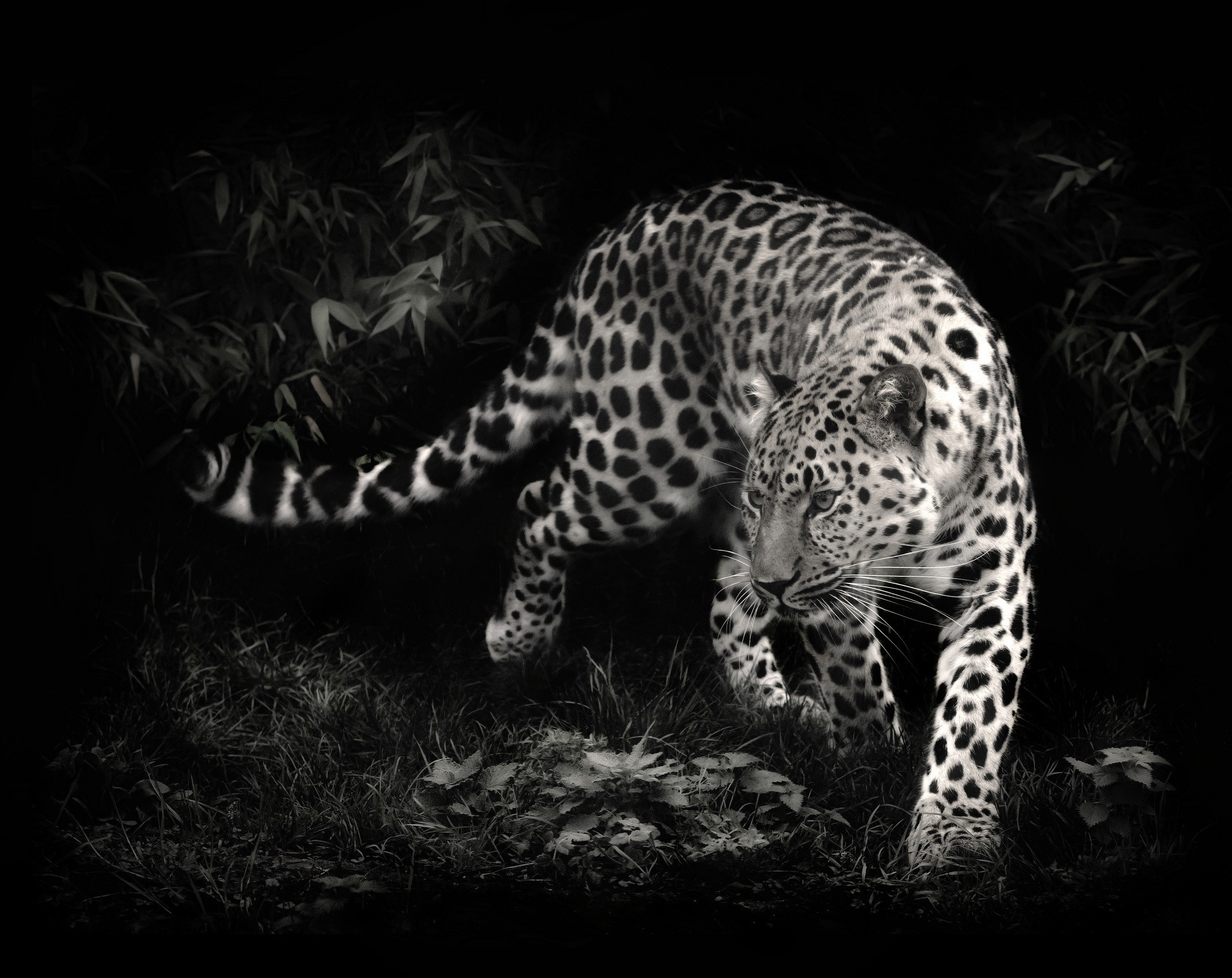 Фото пятнистый леопард