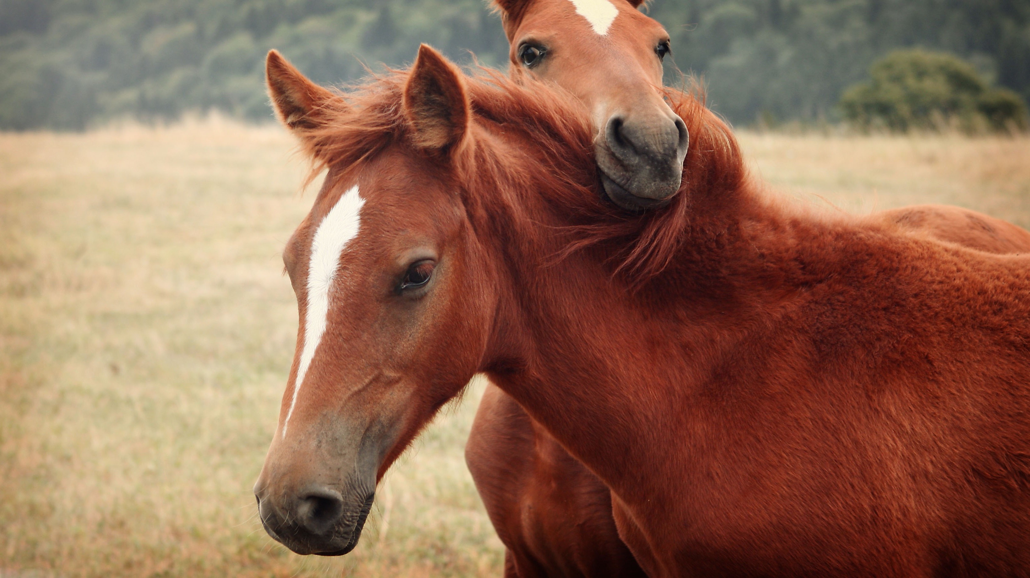 Две лошади, любовь