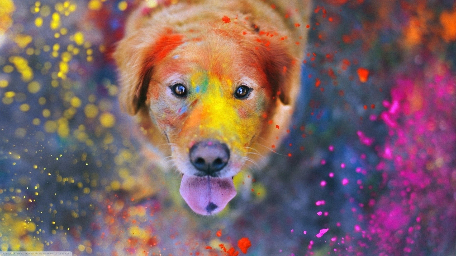 Прикольная собака в краске