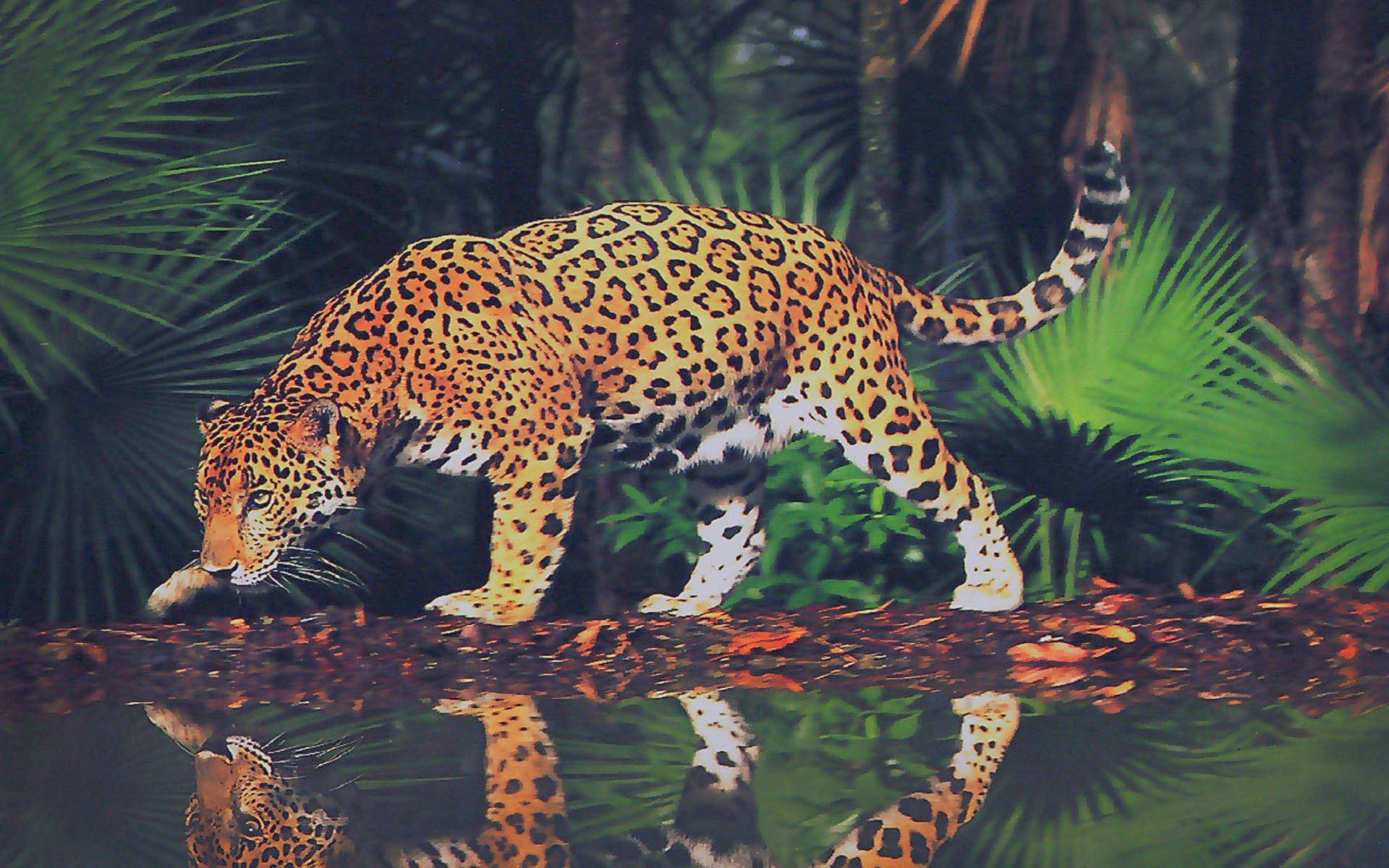 Ягуар у воды, отражение, джунгли