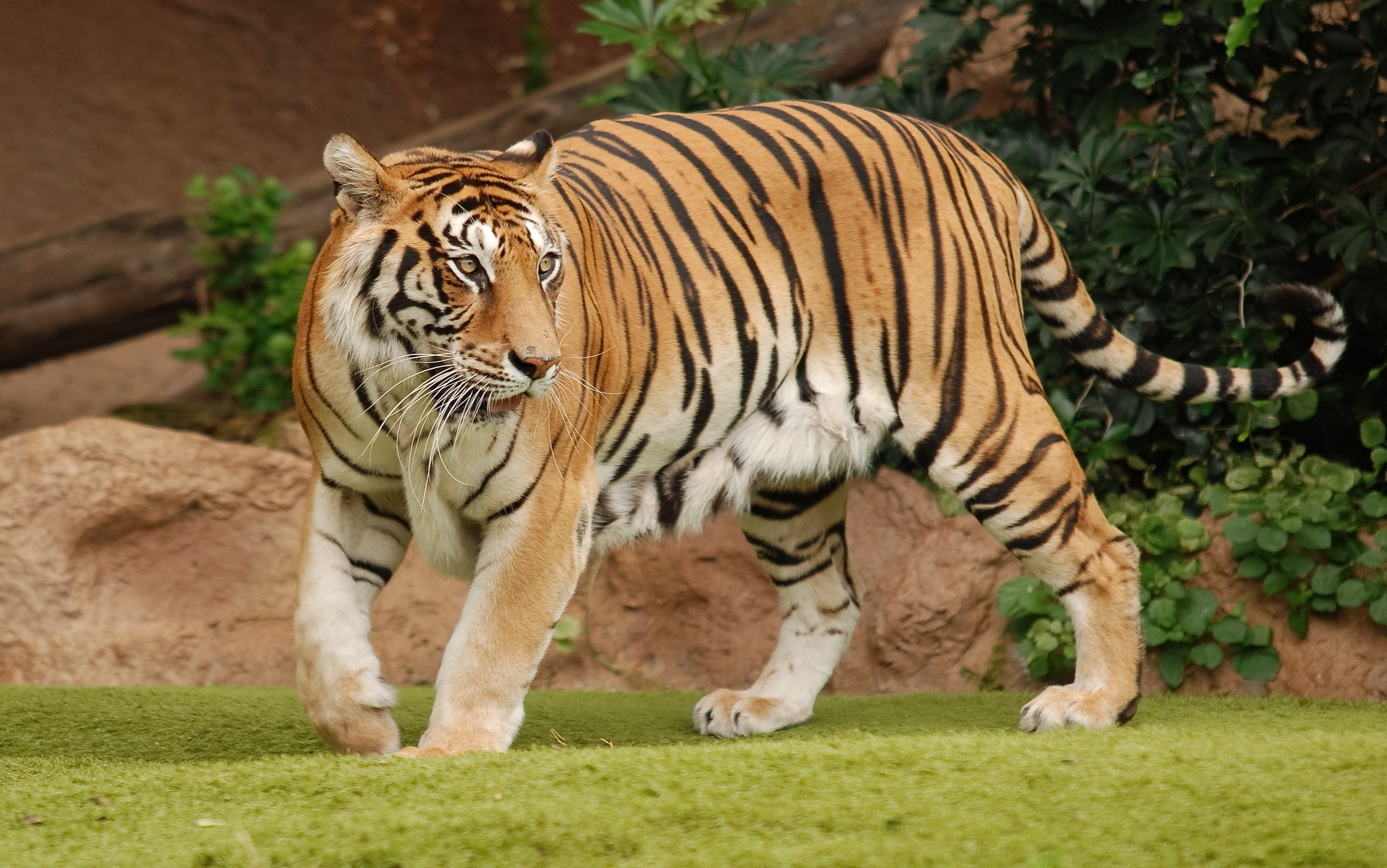 Фото хищных кошек, тигр