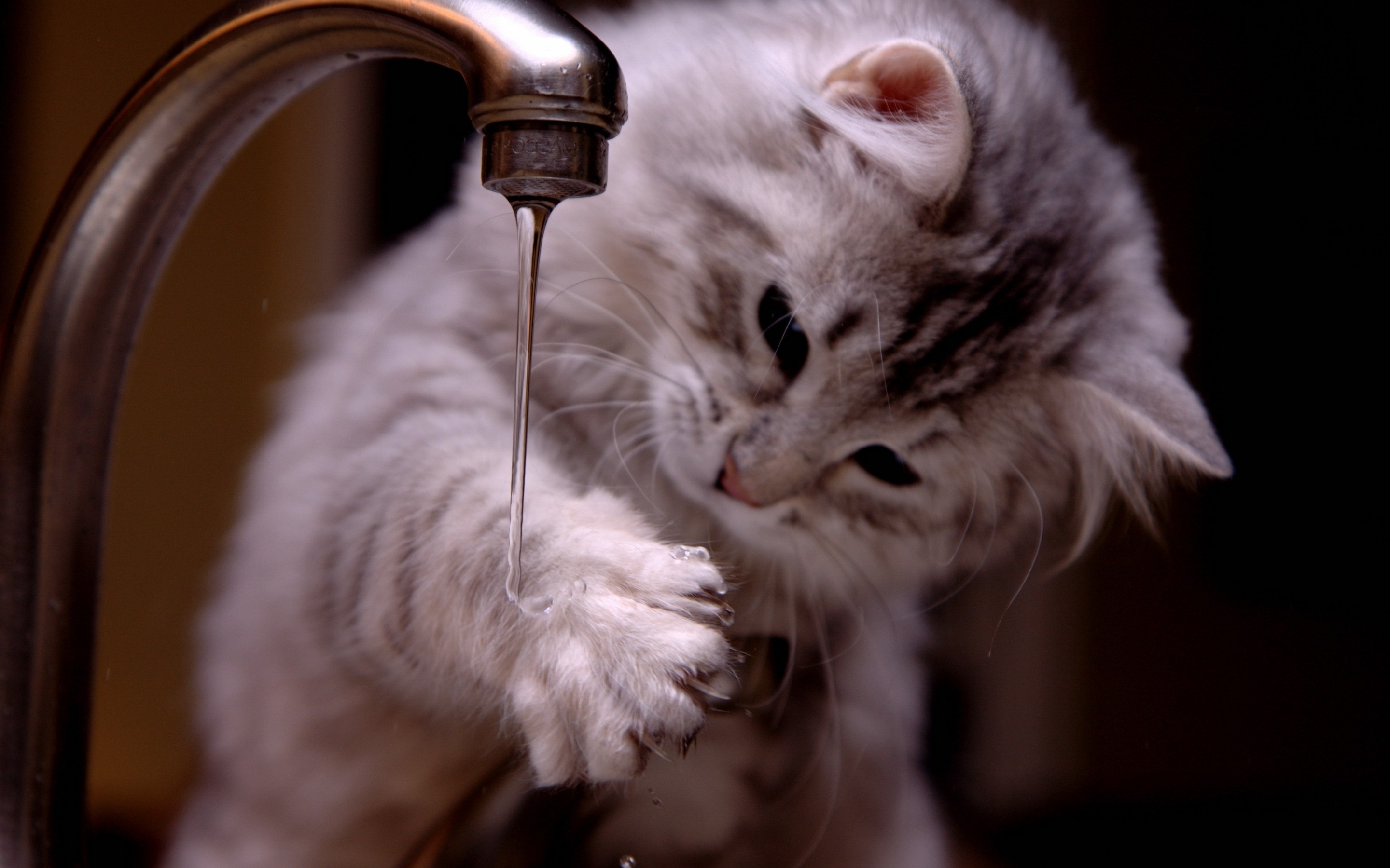 Фото котенок играет с водой