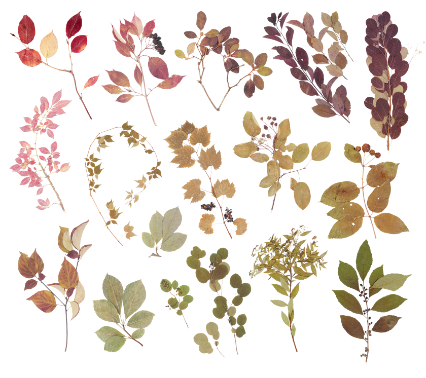 Осенние листья для фотошоп