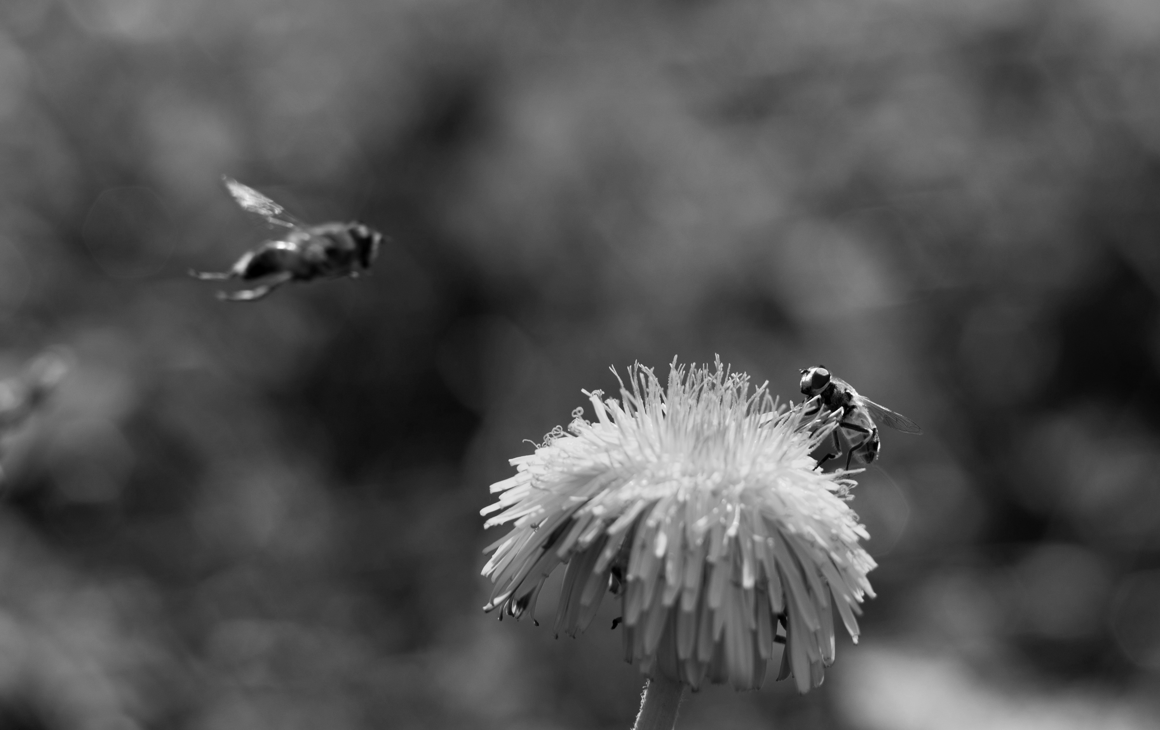 Одуванчик, пчелы