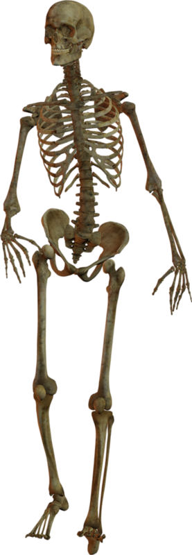 Картинка человеческий скелет