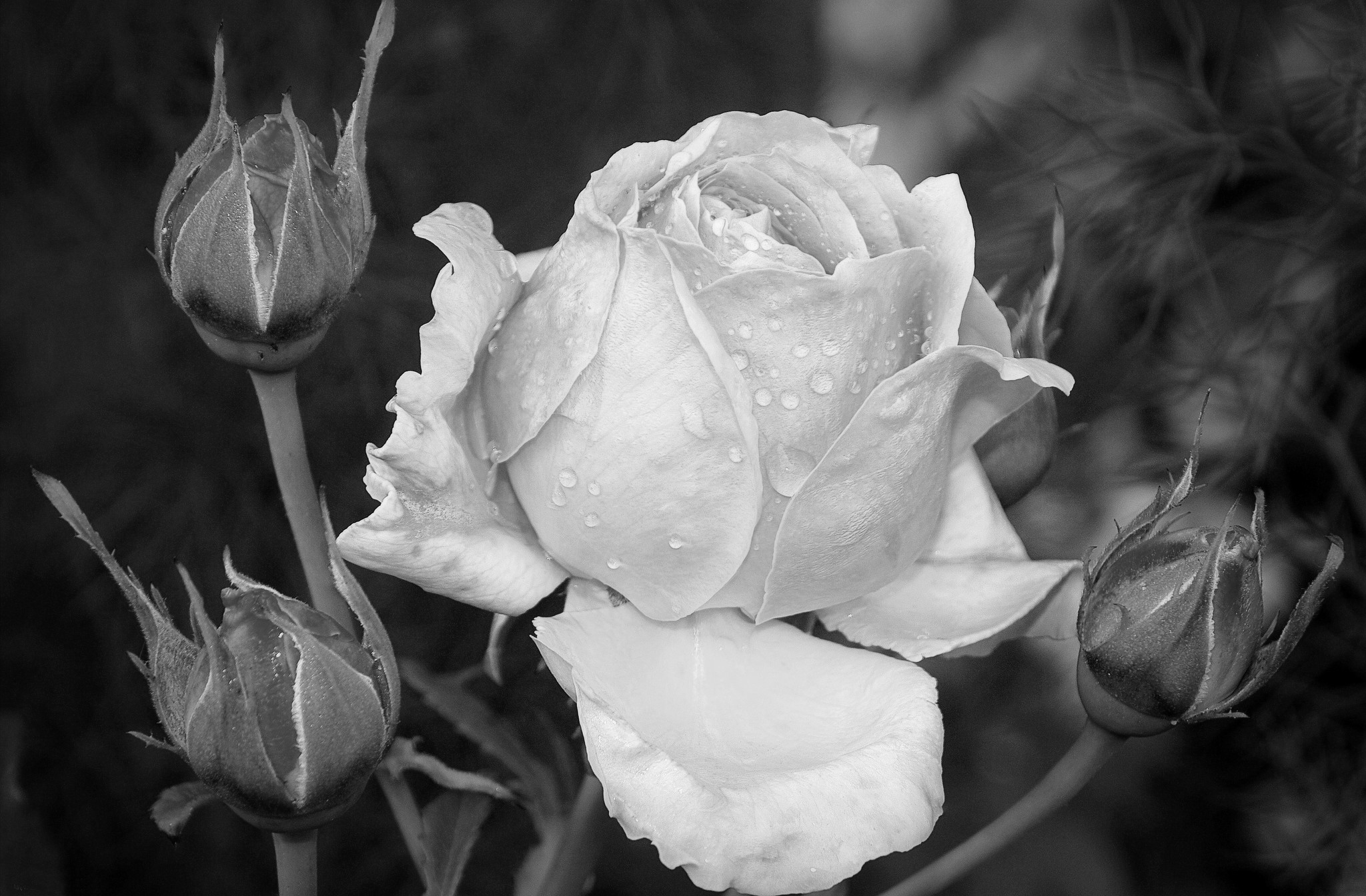 Красивая роза, цветок