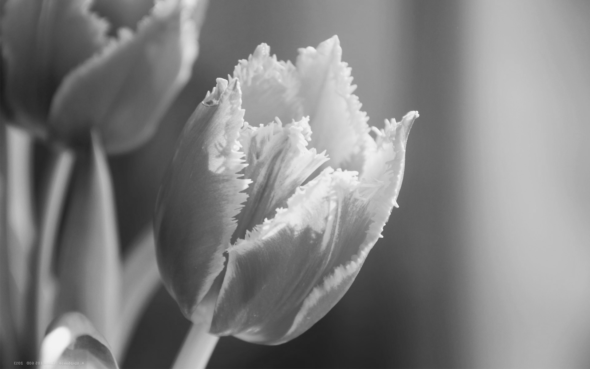 Тюльпан, цветок