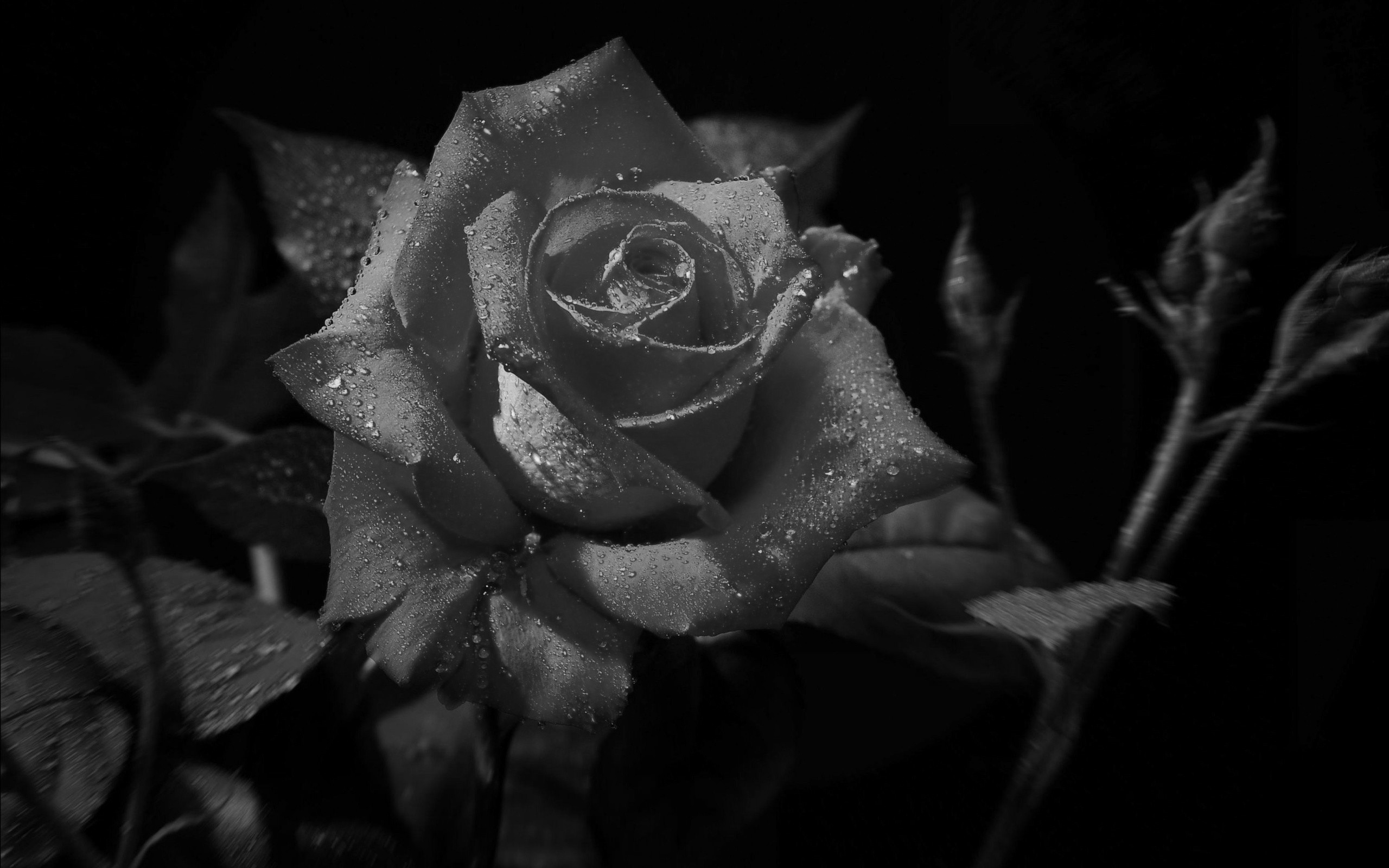 Роза в росе на темном фоне