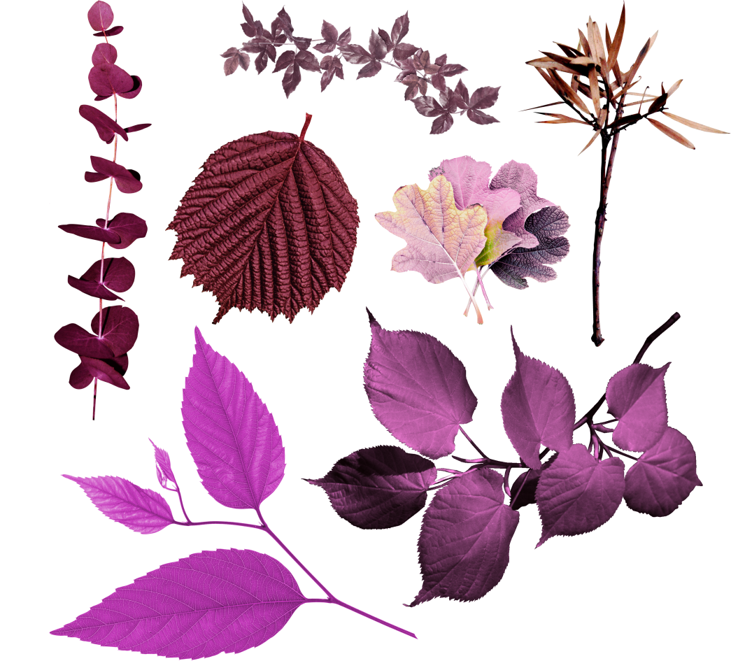 Фиолетовые и сиреневые листья