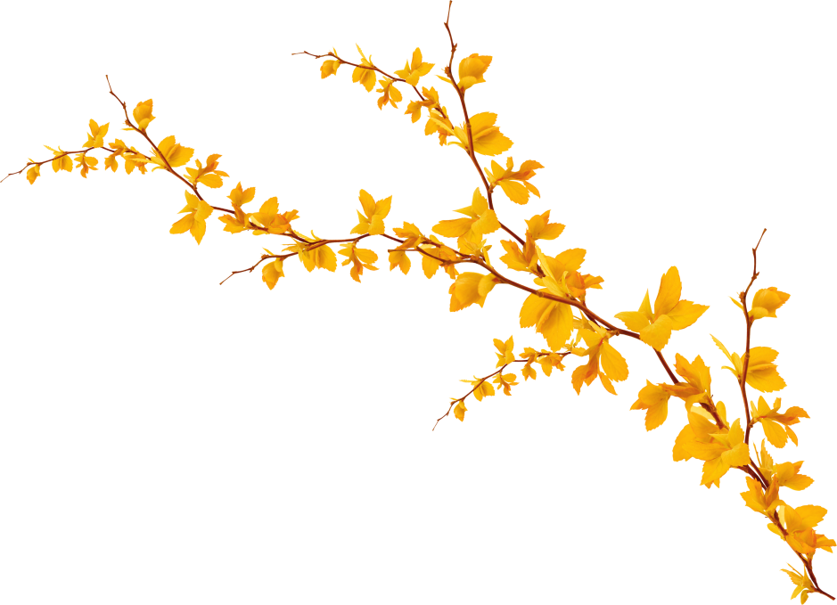 Веточка с желтыми листьями
