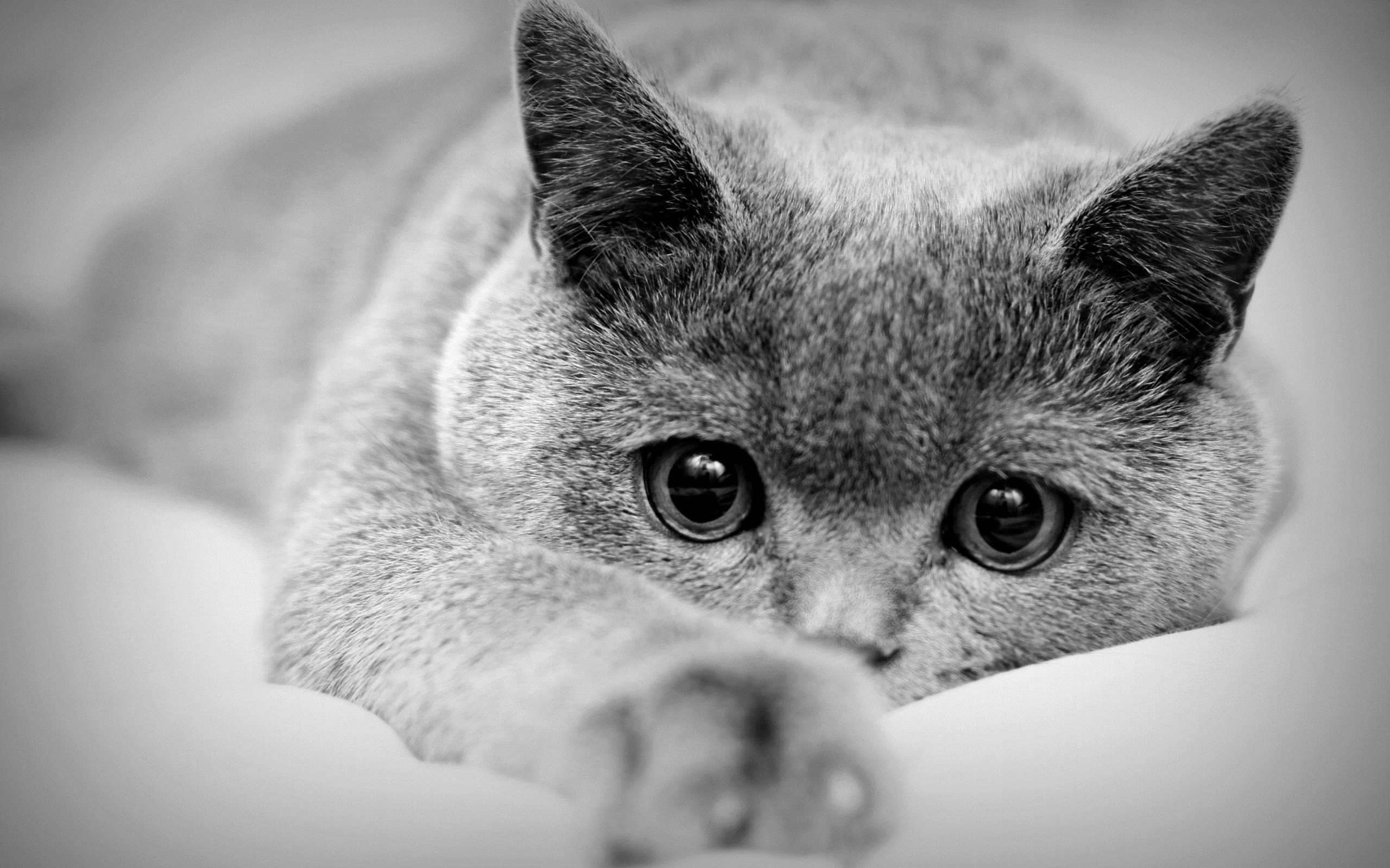 Фото серый кот