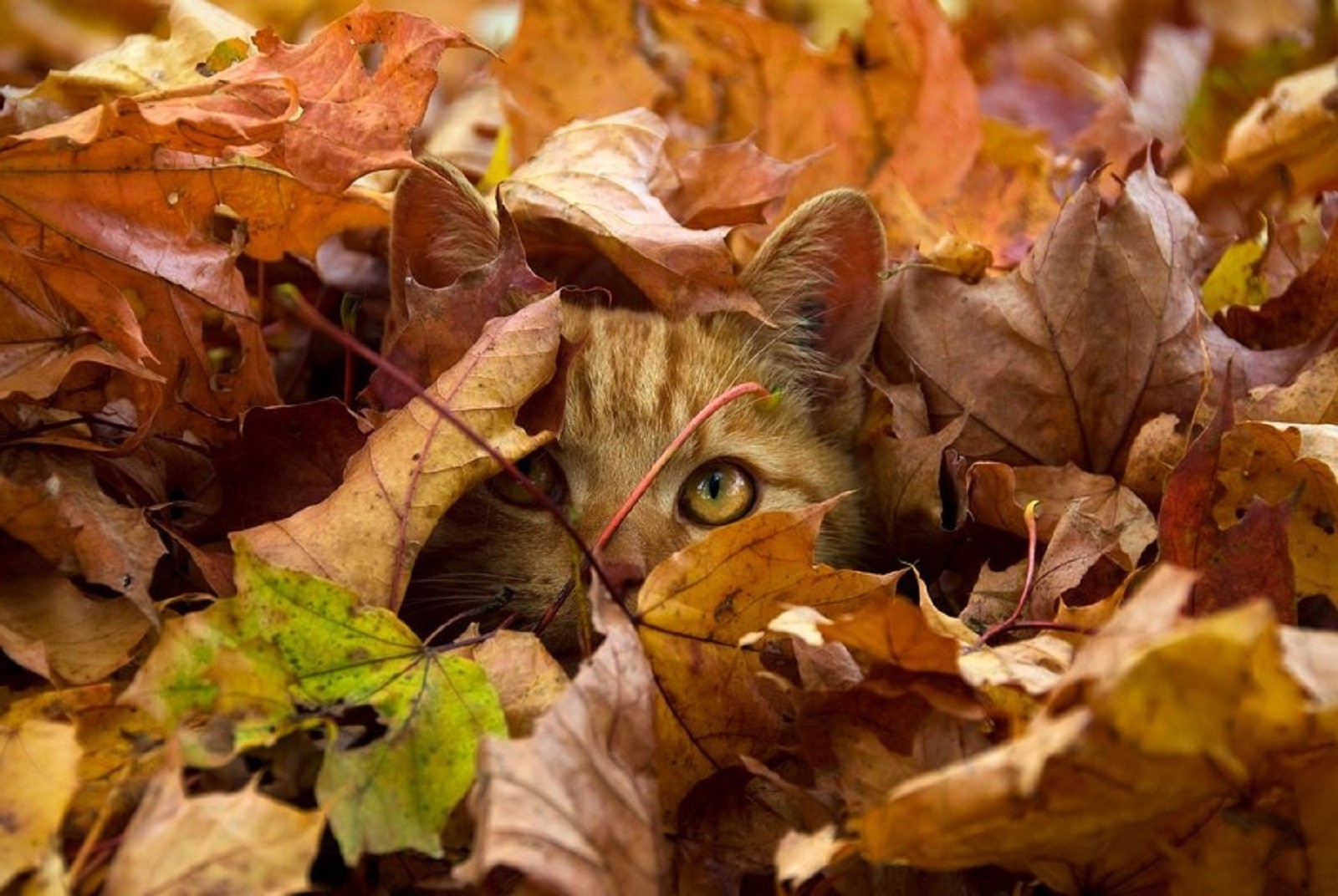 Кот в листьях, осень