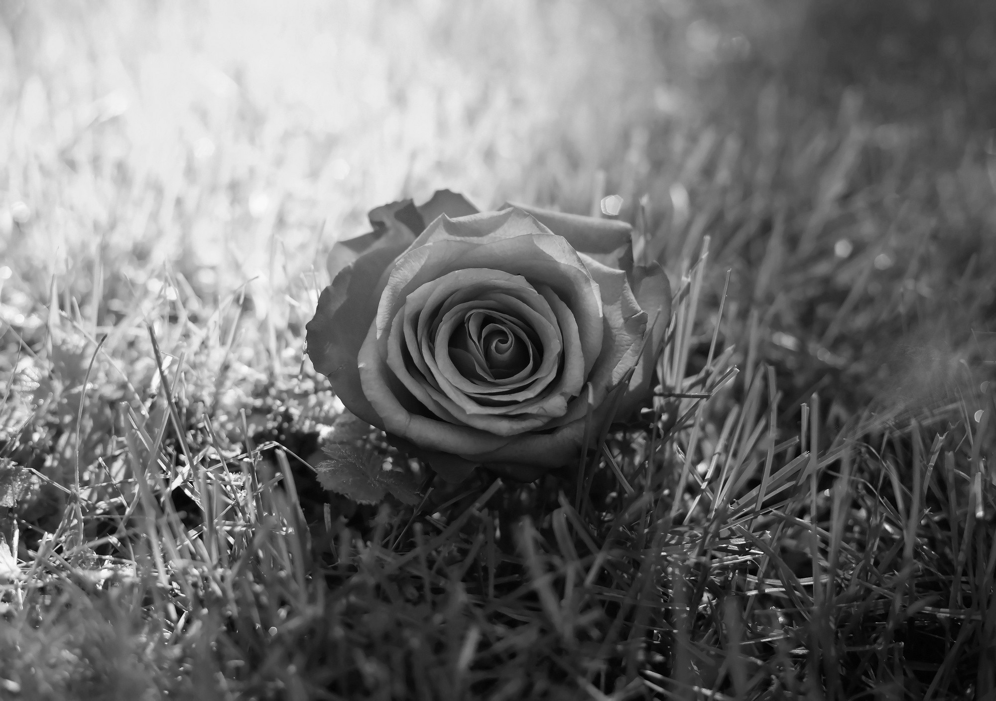 Роза на траве