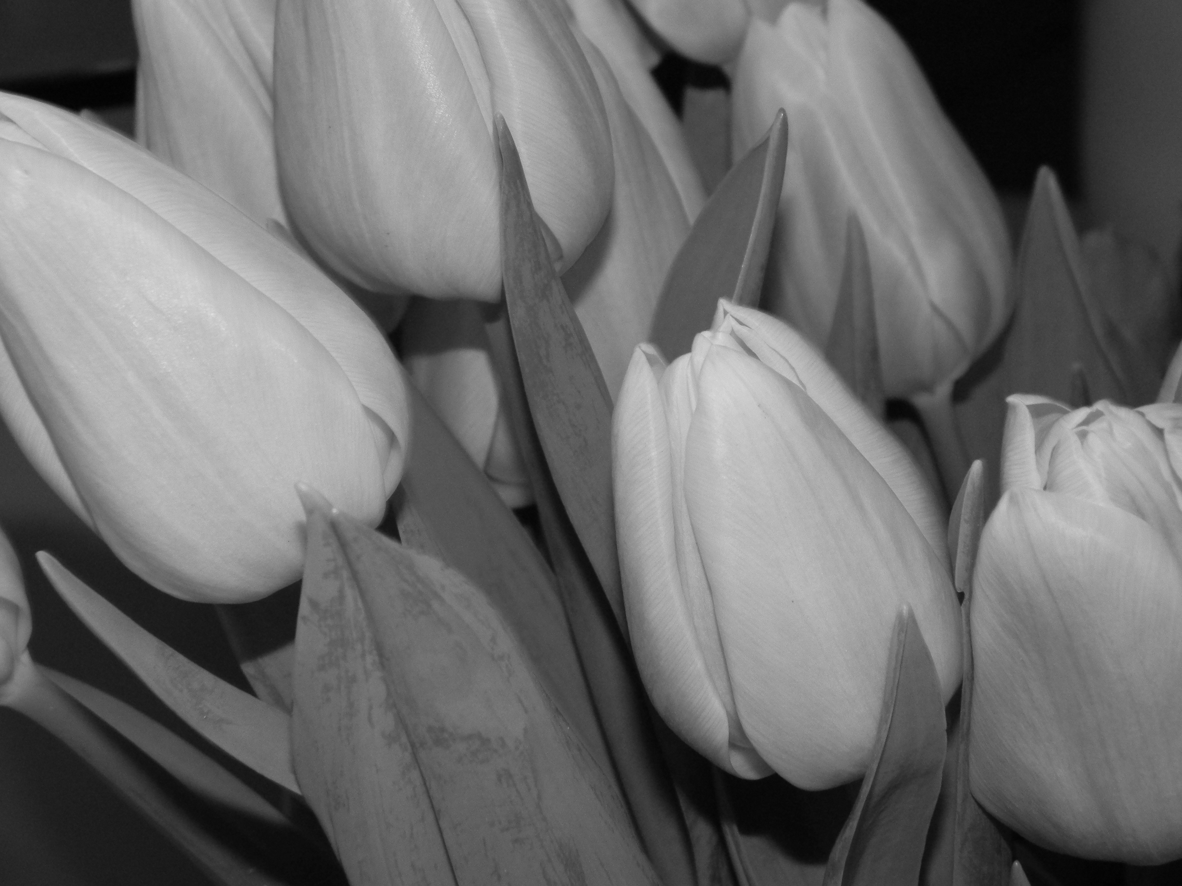 тюльпаны, цветы, макро