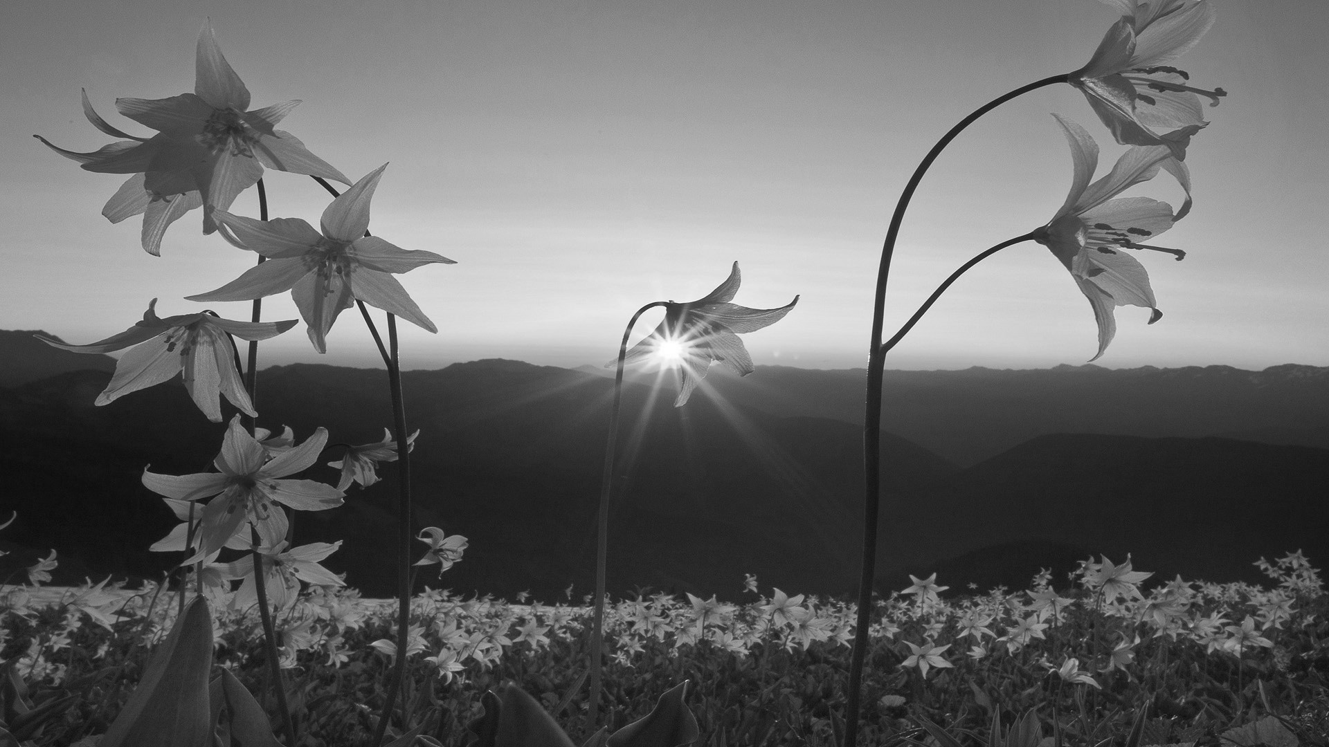 Закат, поле цветов лилейник