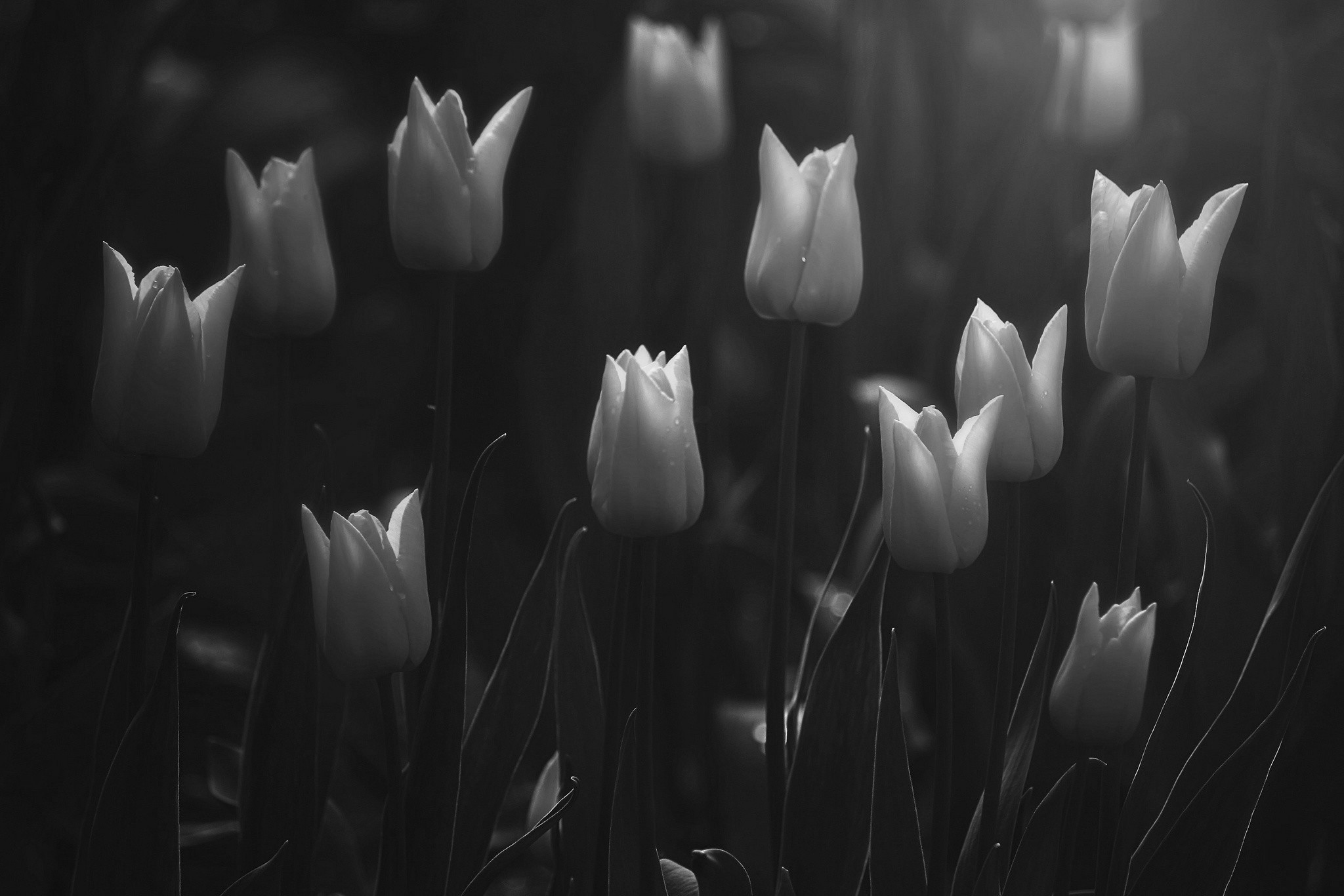Тюльпаны на темном фоне