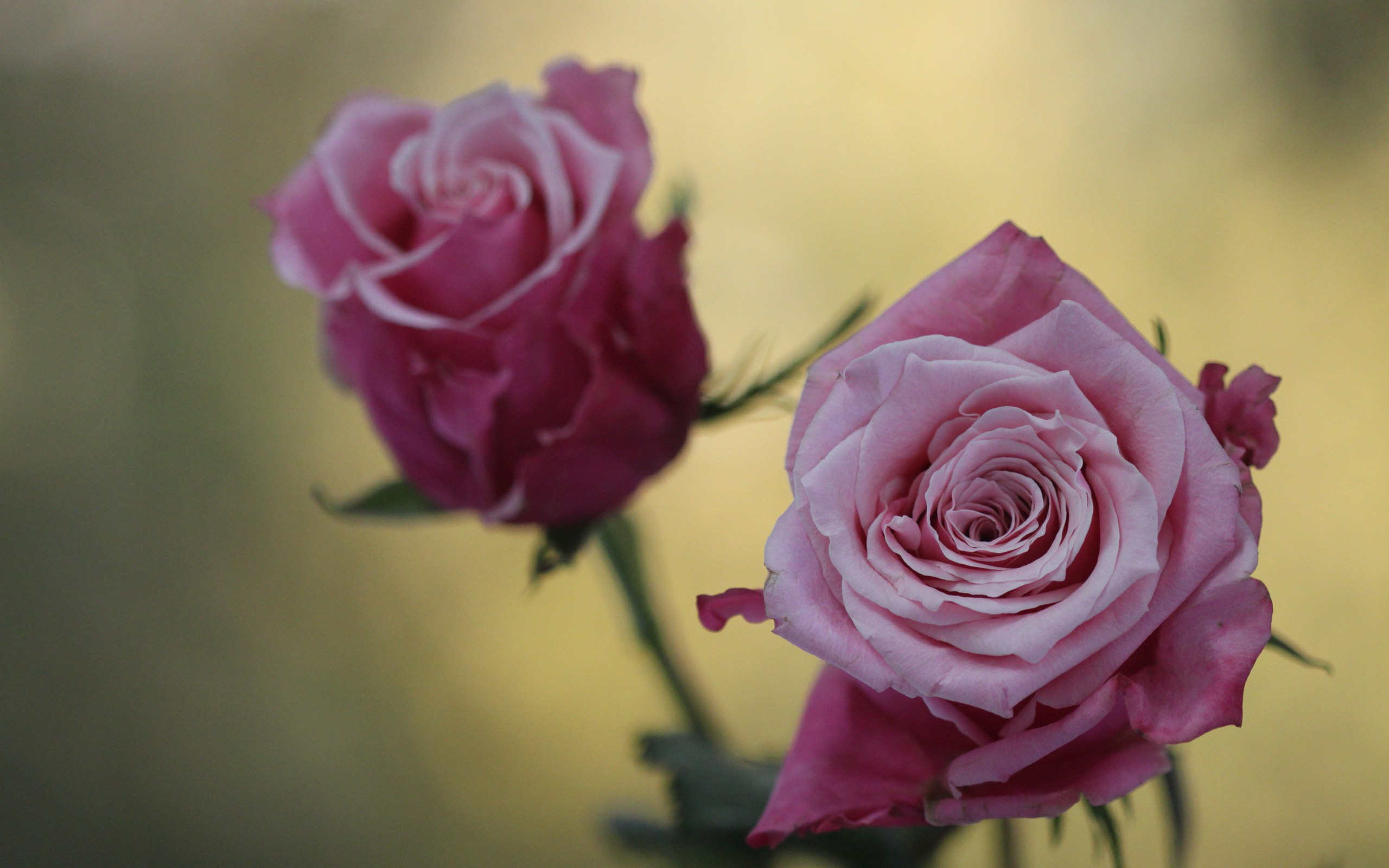 Светло фиолетовые розы