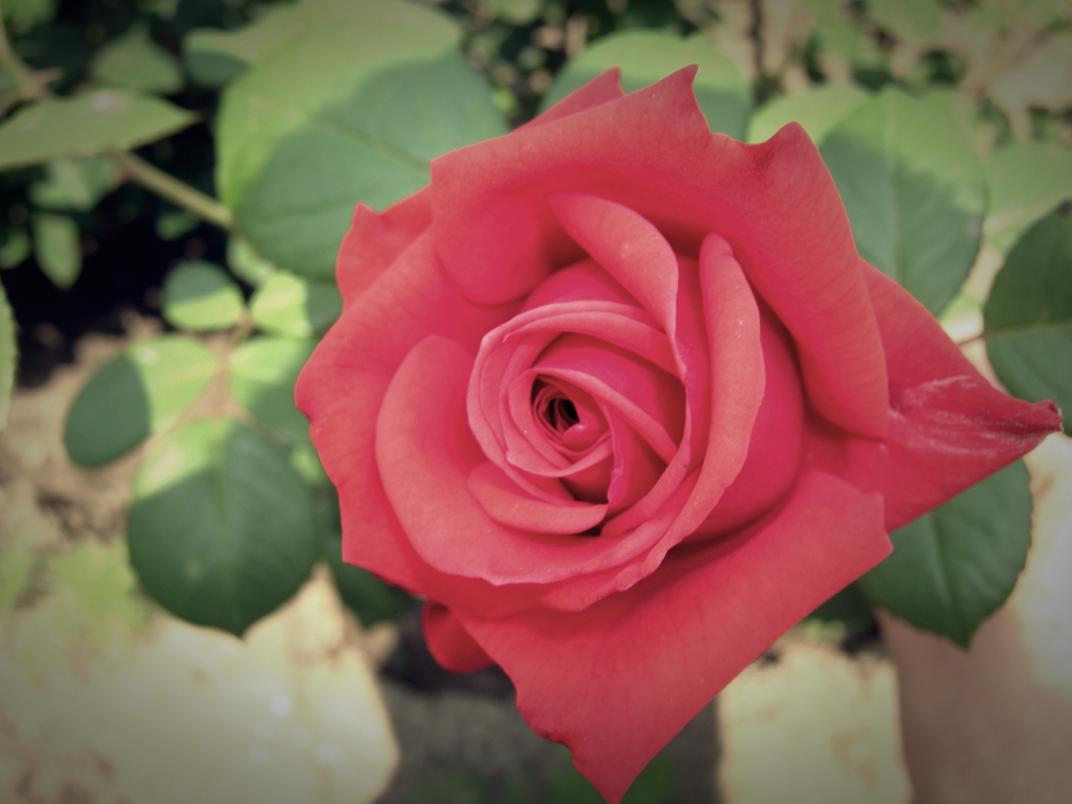 Красиво распускающаяся роза