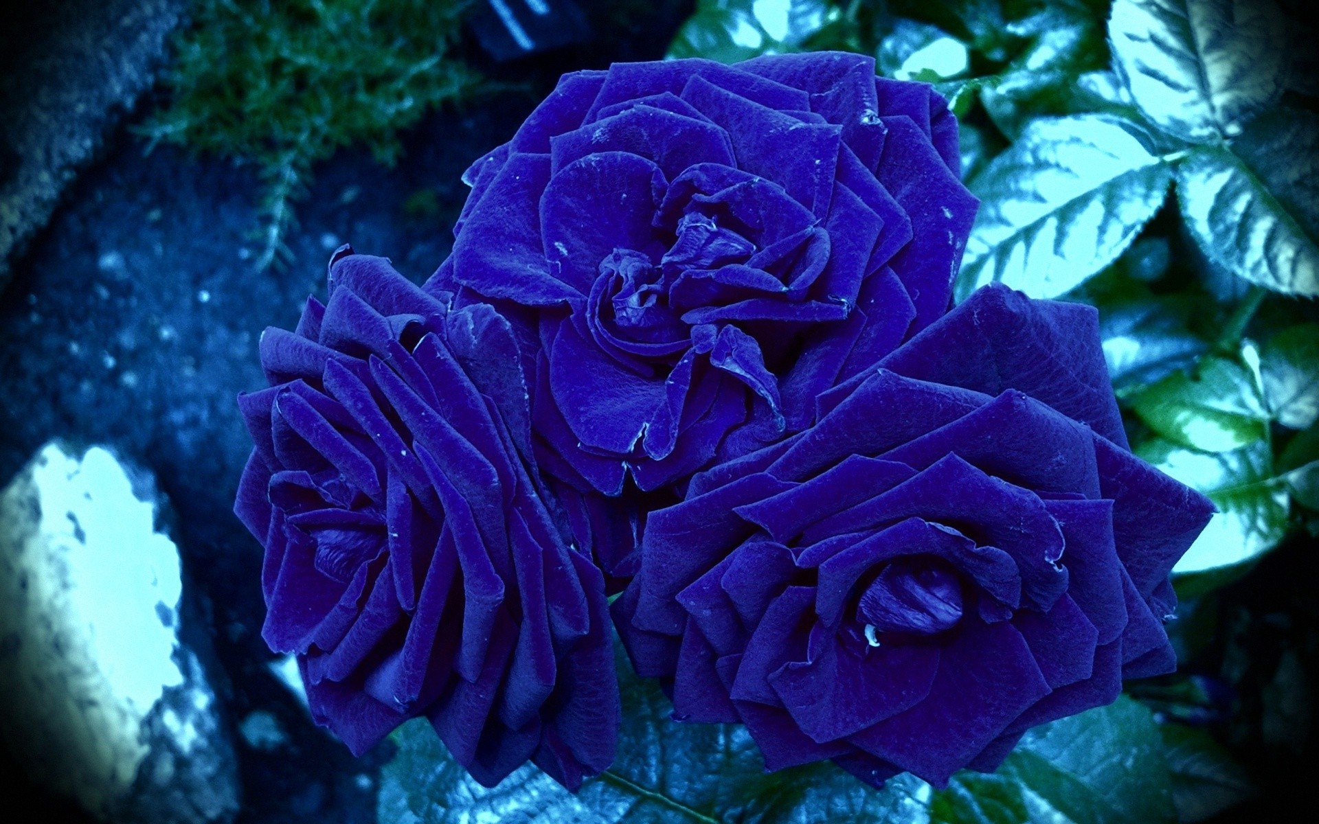 Три синие розы