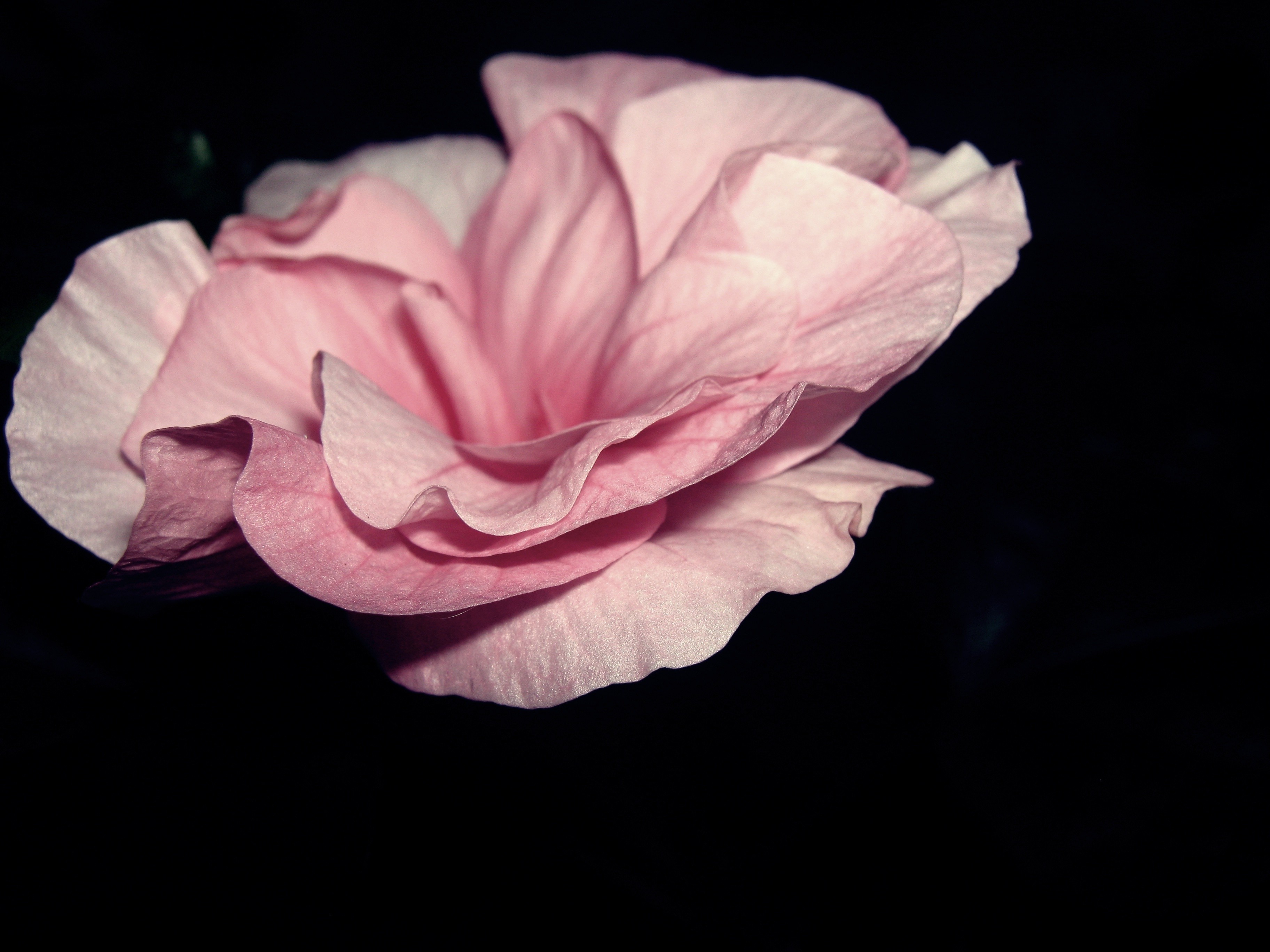 Розовый цветок на черном фоне