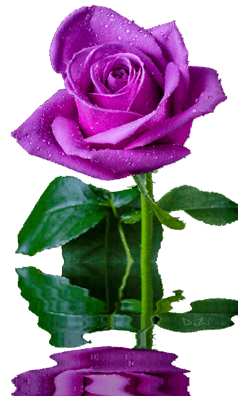 Красивая фиолетовая роза