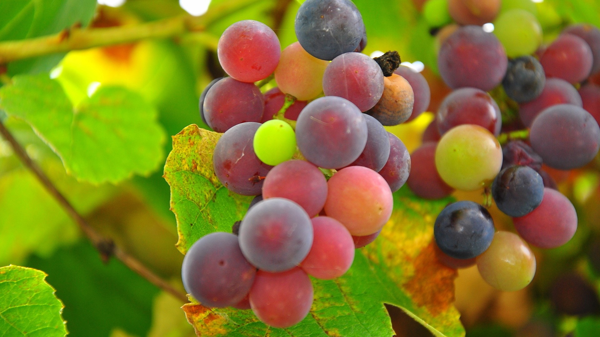 Разноцветные гроздья винограда